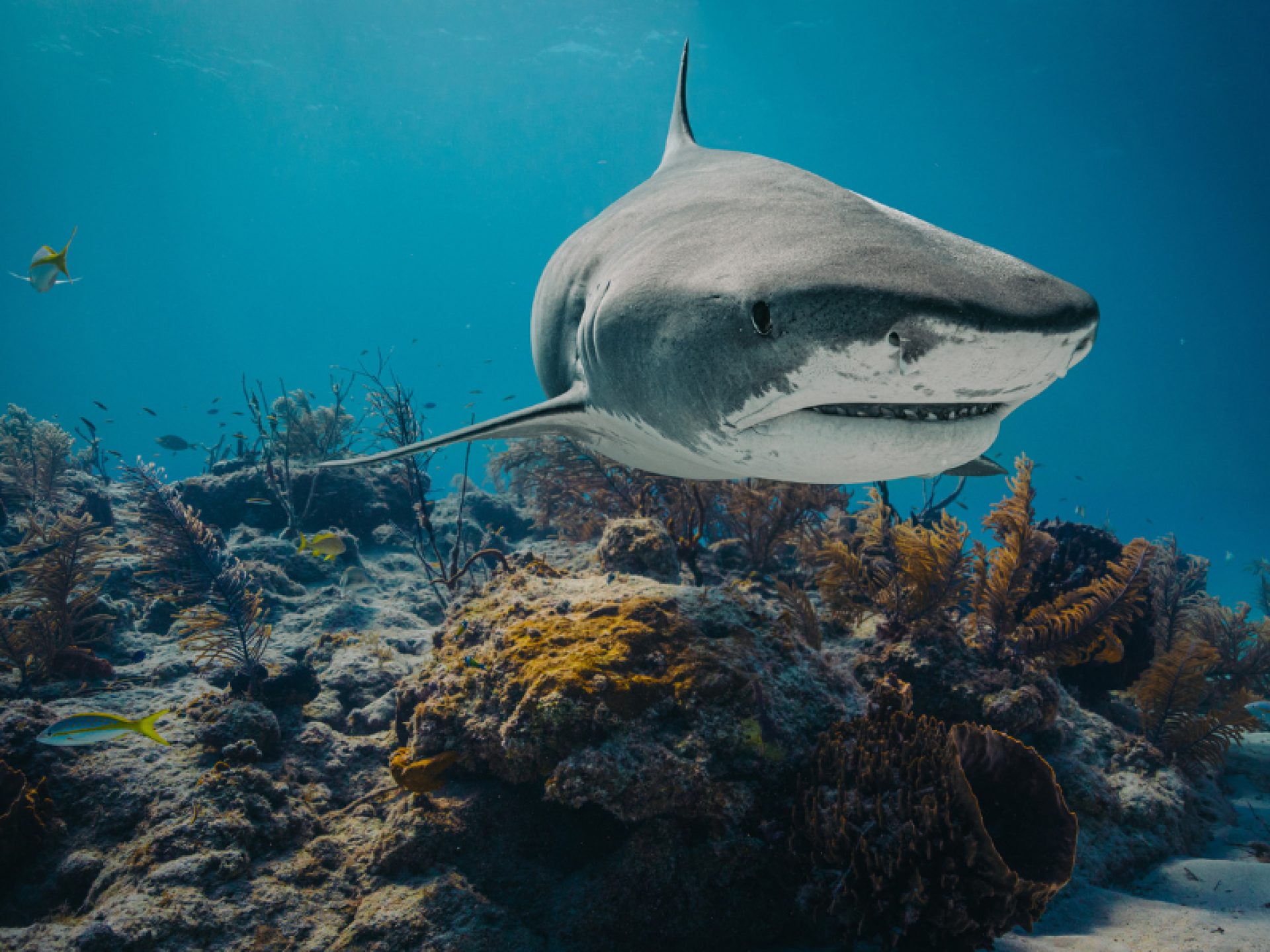 5 curiosidades sobre os tubarões. 5 curiosidades sobre os tubarões.