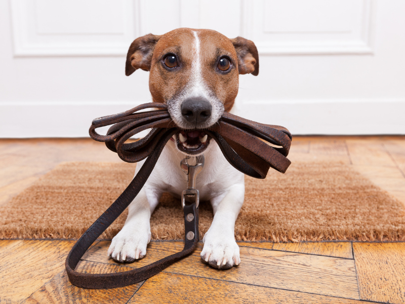 Acessórios para pets: 8 itens para aproveitar o Saldão de Férias