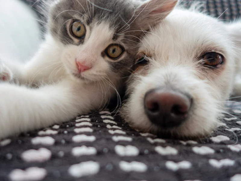Uma pessoa faz carinho na cabeça de um cachorro de pelagem marrom e um gato tigrado (cinza e branco) que estão sentados juntos em um sofá.