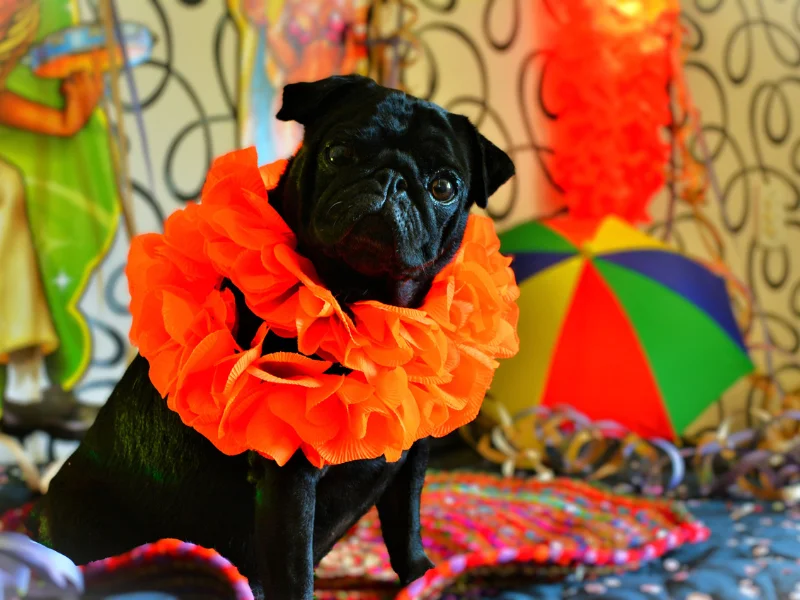 RioMar Recife | Veja dicas de fantasias de Carnaval para pets
