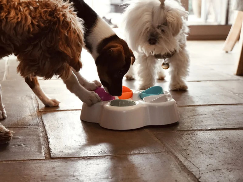 Enriquecimento ambiental para cachorros: saiba como aplicar