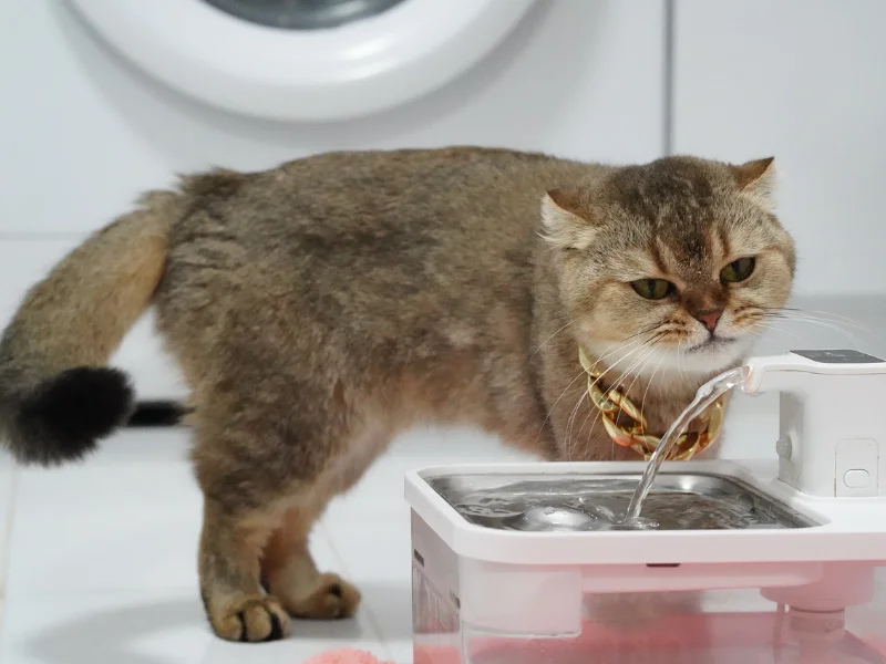 Fonte de água para pet: 7 opções para ajudar na hidratação do seu amiguinho
