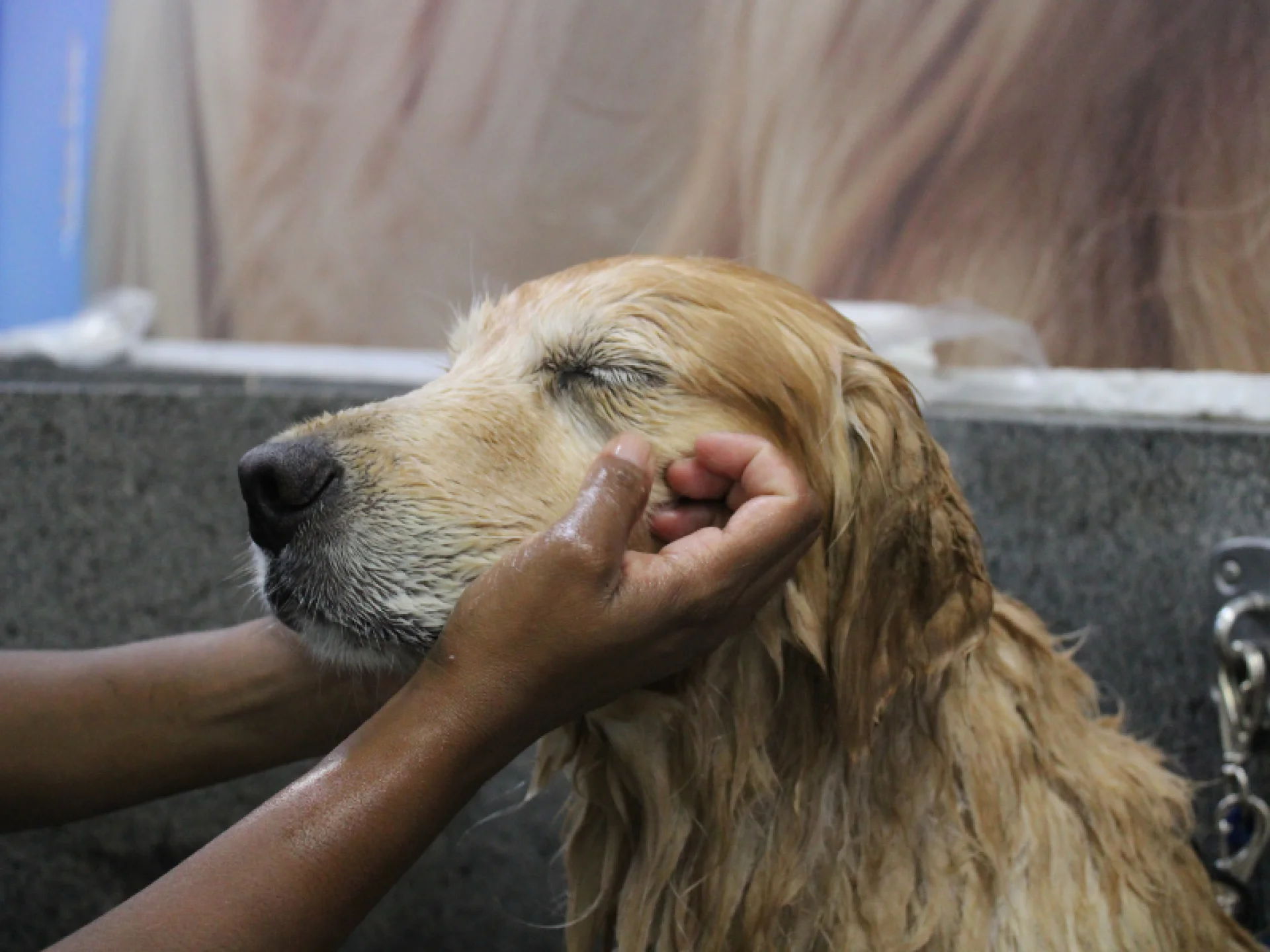 Garanta banho e tosa para o seu pet com praticidade na Petz