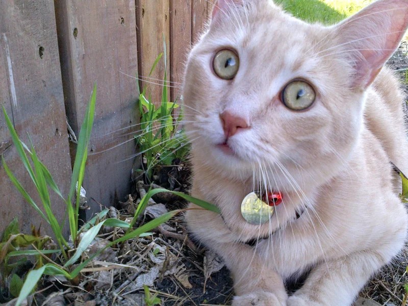 Placa de identificação pet: saiba onde personalizar no RioMar
